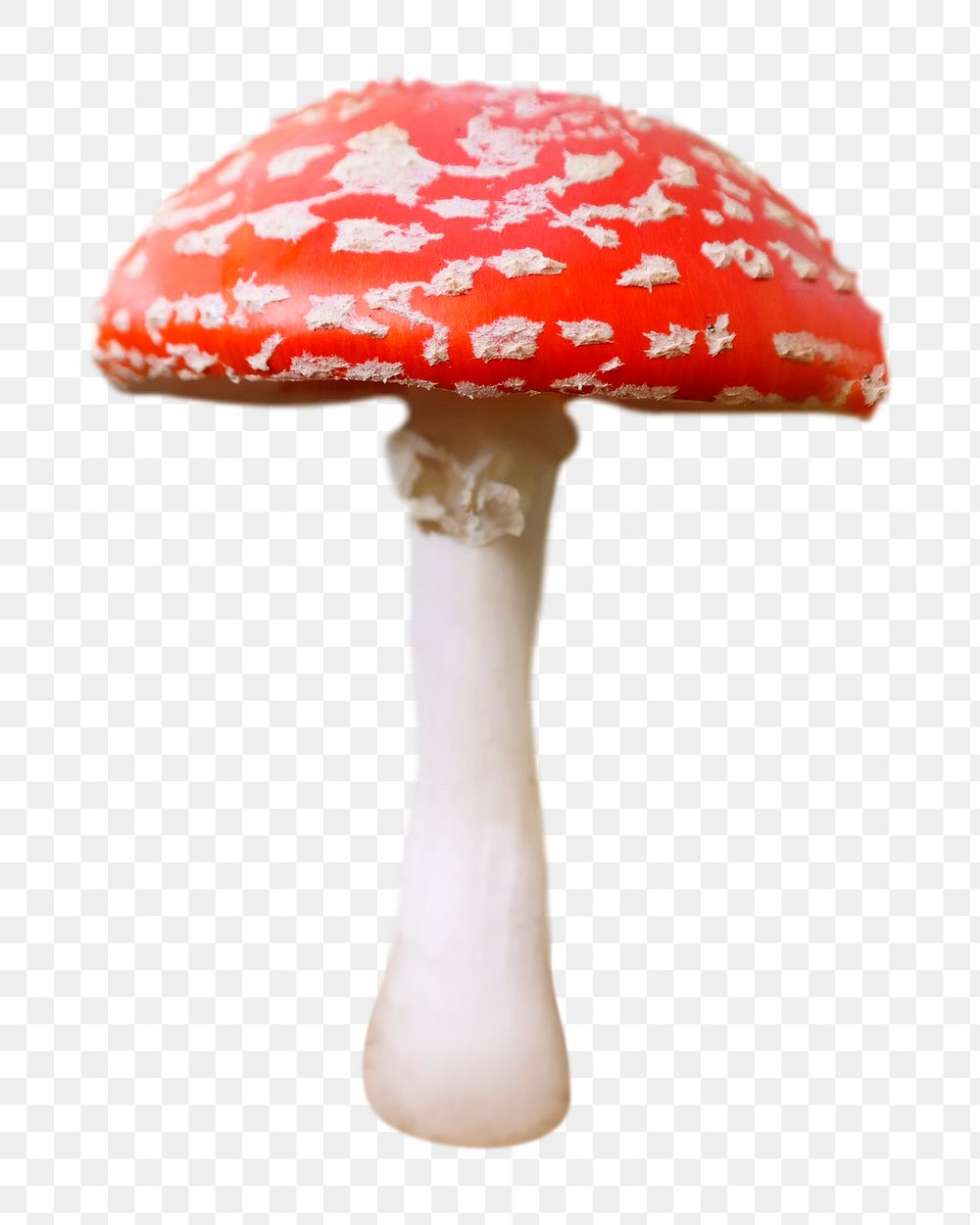 Poisonous mushroom png sticker, transparent background