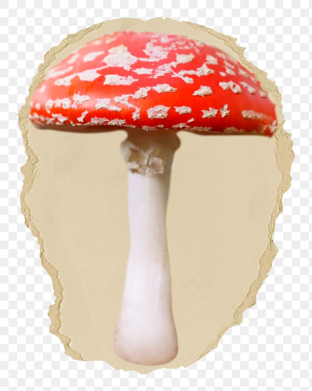 Poisonous mushroom png sticker, ripped paper, transparent background