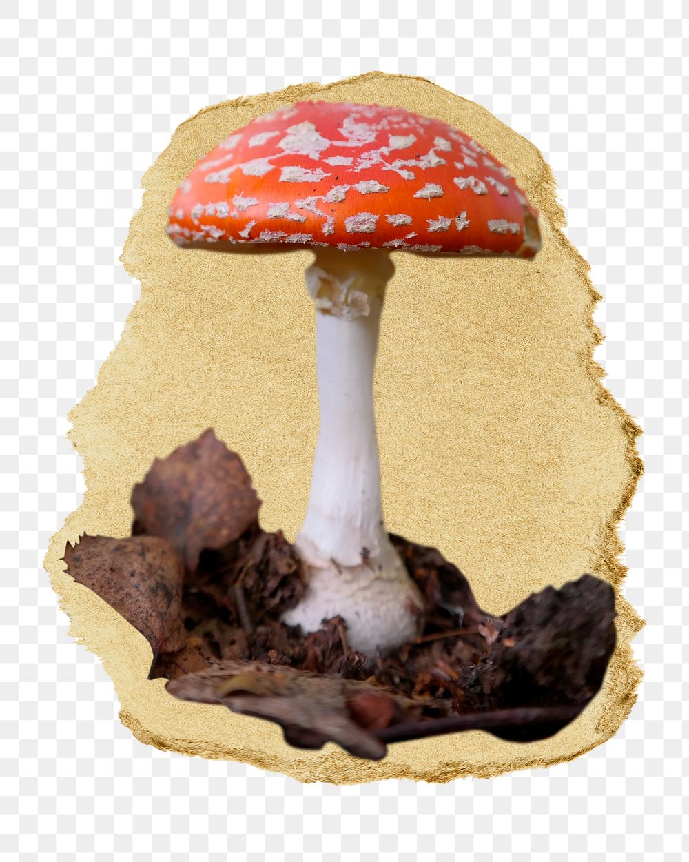 Poisonous mushroom png sticker, ripped paper, transparent background