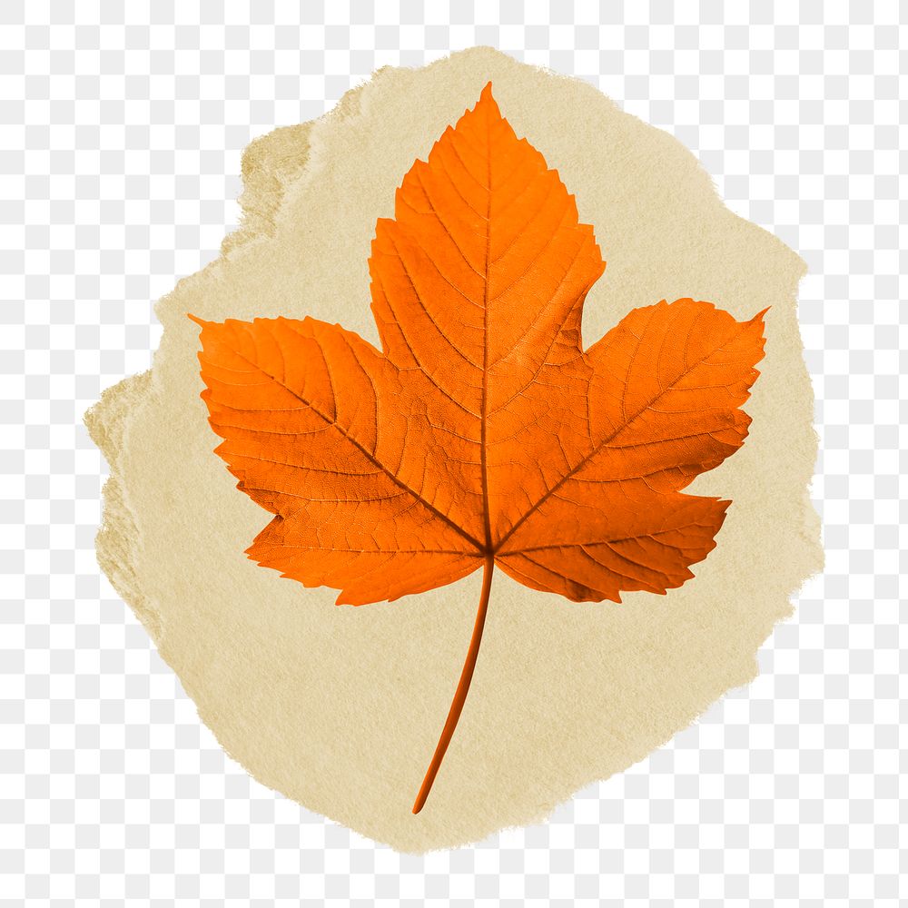 Maple leaf png ripped paper sticker, Autumn aesthetic graphic, transparent background