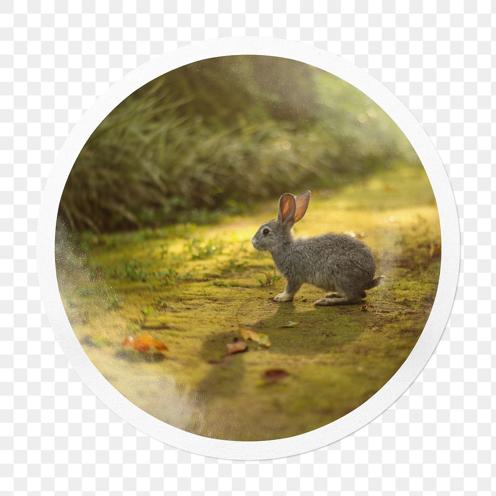 Spring rabbit png sticker, animal in circle frame, transparent background