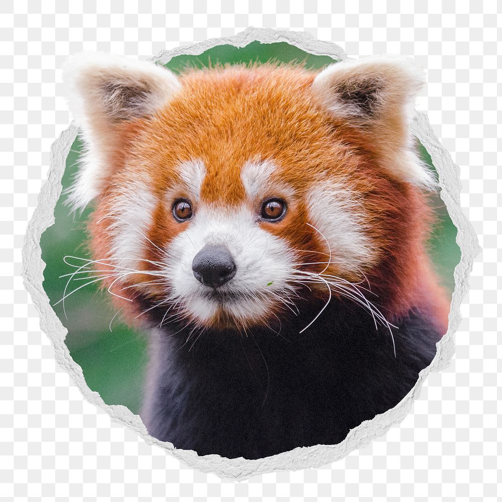 Red panda png sticker, bear photo in ripped paper badge, transparent background