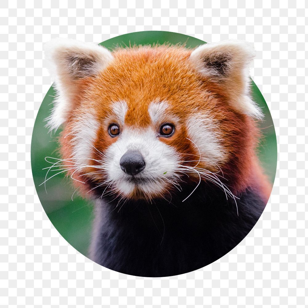 Red panda png sticker, bear photo badge, transparent background