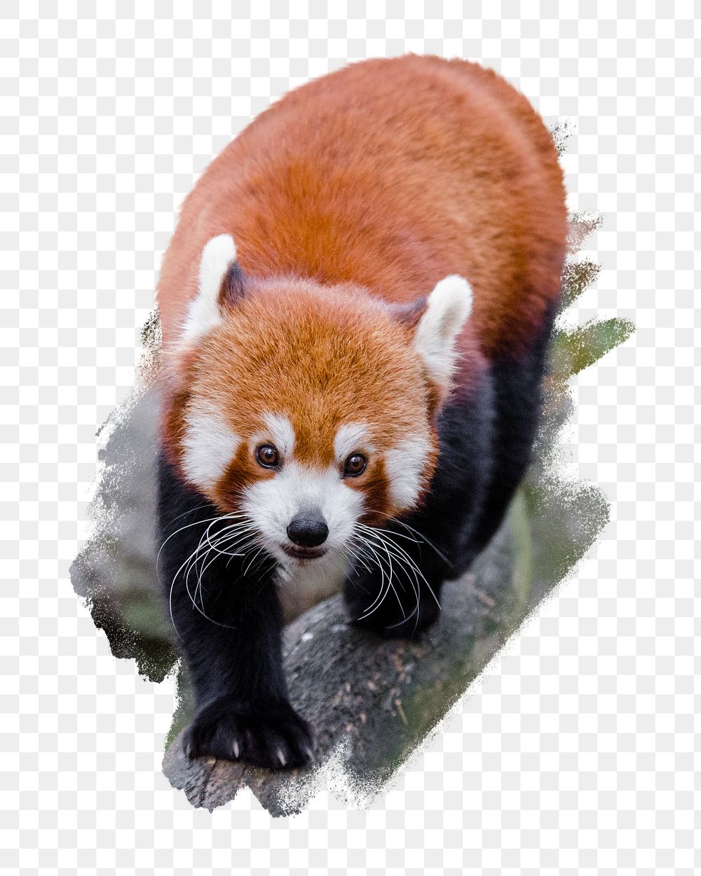 PNG Cute red panda , collage element, transparent background