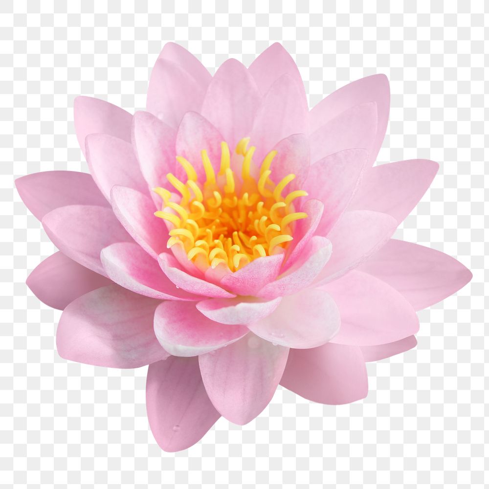 Pink lotus png flower sticker,  transparent background