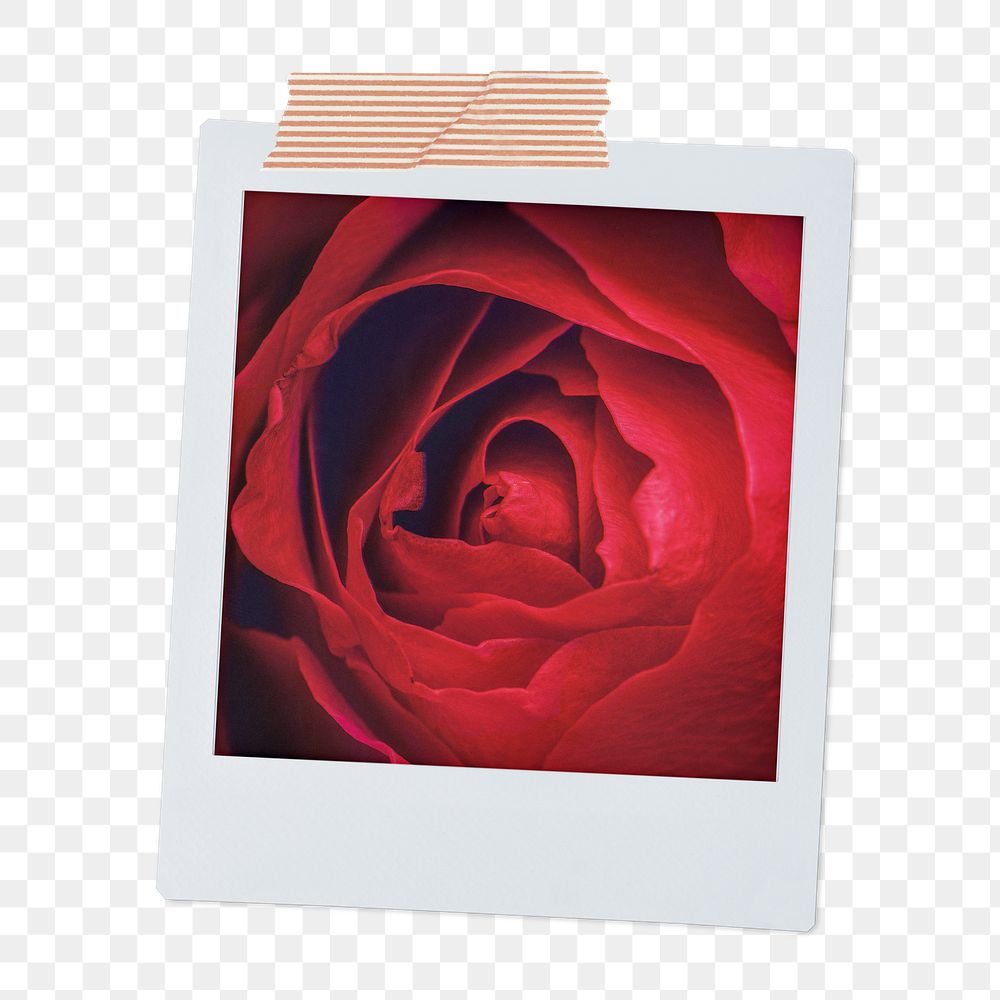 Red rose png instant photo sticker, Valentine's flower aesthetic image on transparent background