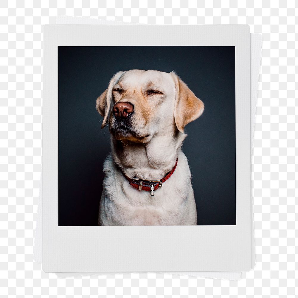 Labrador Retriever png dog sticker, pet portrait, instant photo image on transparent background