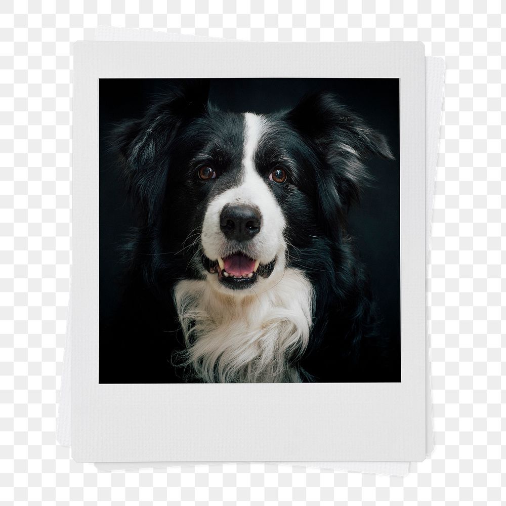 Shepherd dog png sticker, pet portrait, instant photo image on transparent background