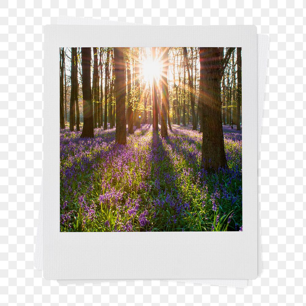 Lavender forest png instant photo sticker, Spring aesthetic image on transparent background