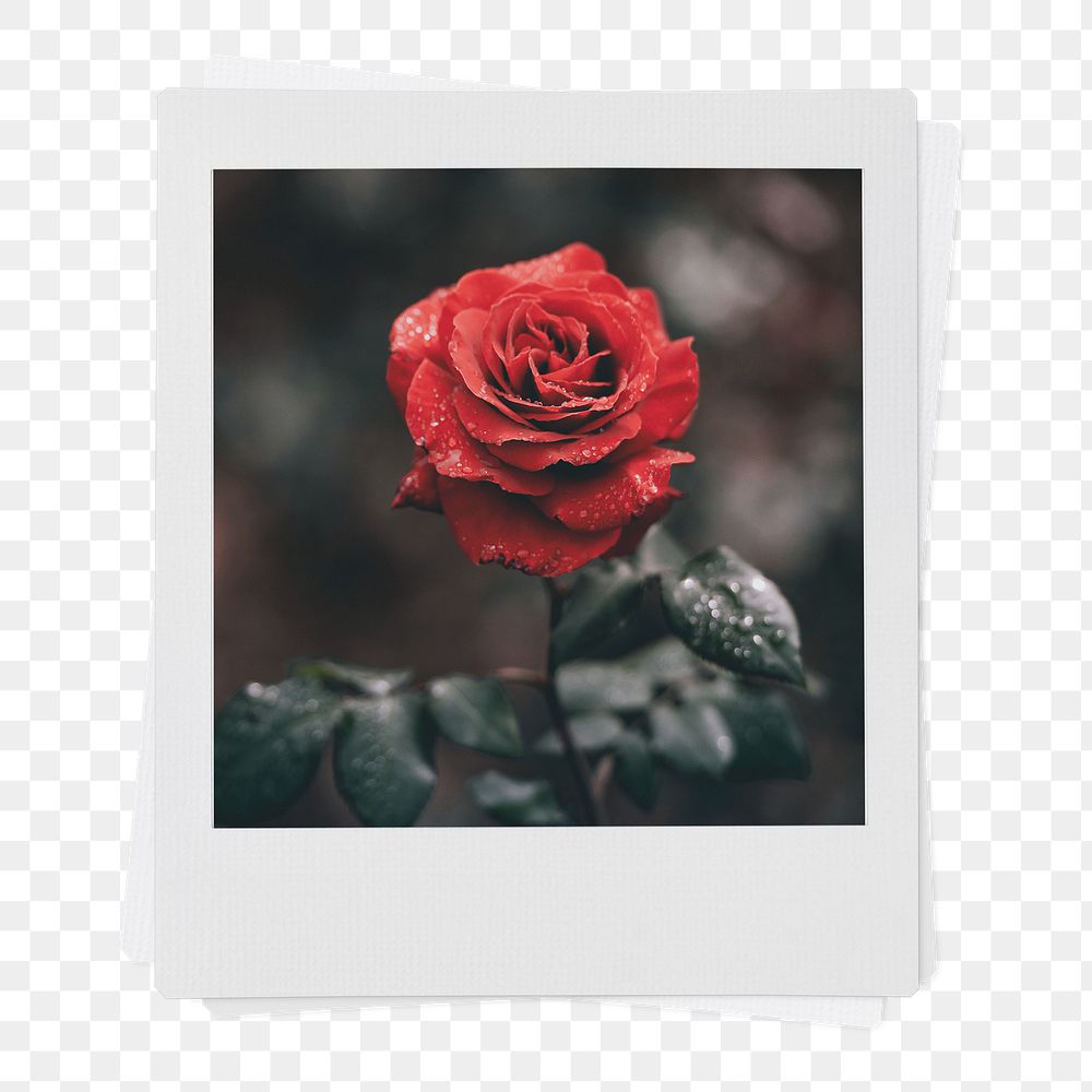 Valentine's rose png instant photo sticker, red flower aesthetic transparent background