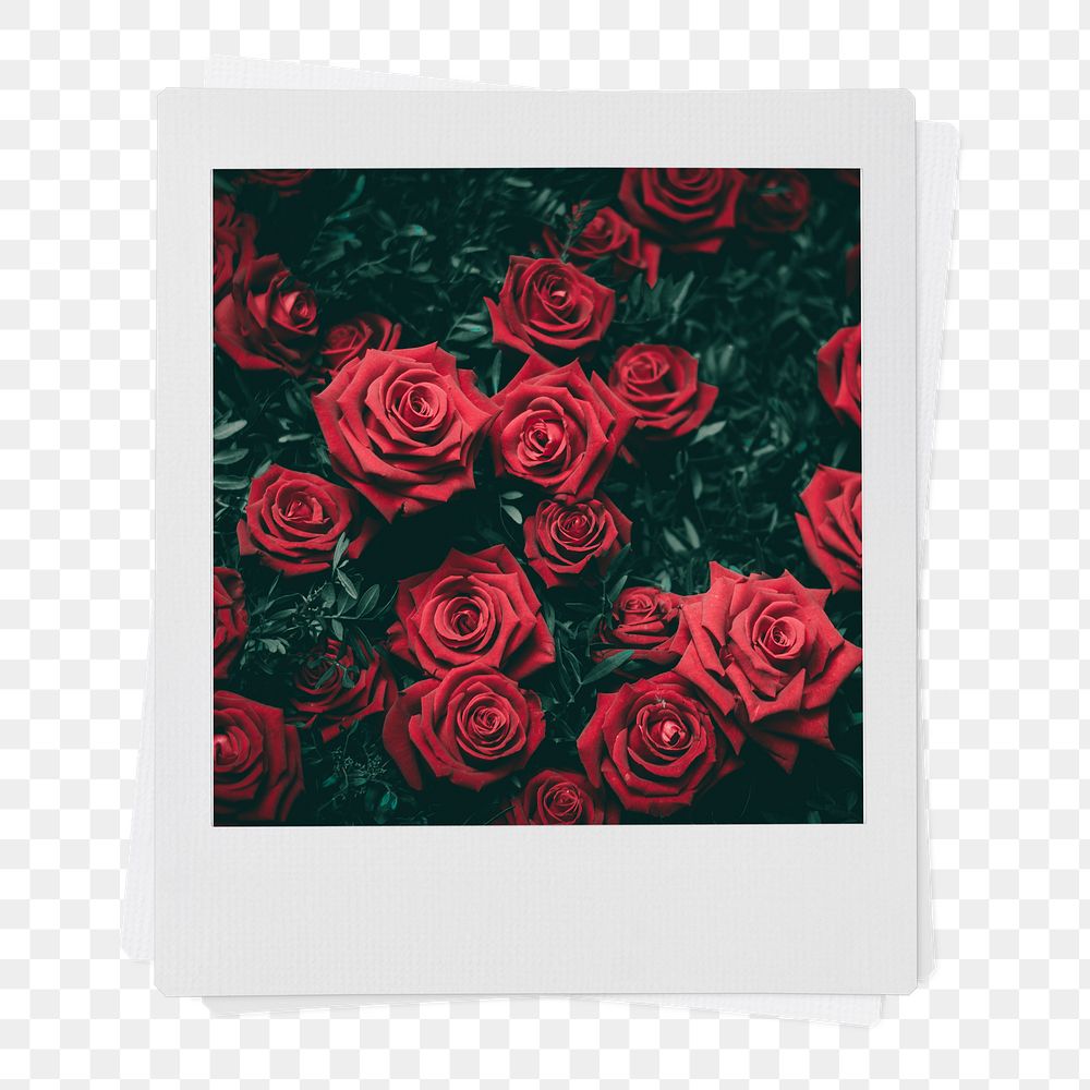 Valentine's roses png instant photo sticker, red flower aesthetic transparent background
