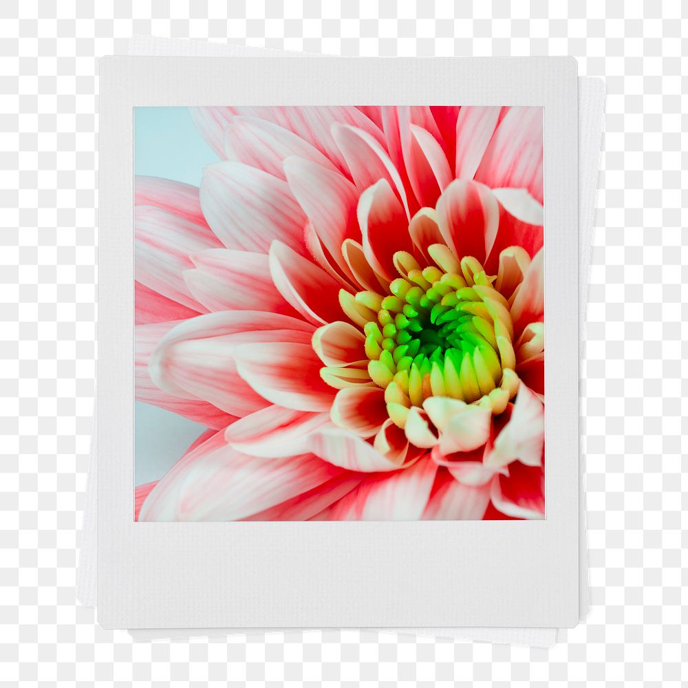 Pink chrysanthemum png flower sticker, instant photo aesthetic on transparent background
