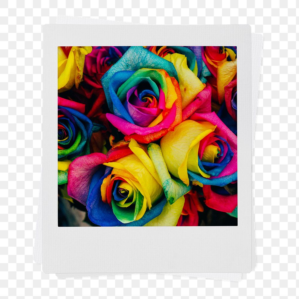 Rose flowers png instant photo sticker, gay pride celebration image on transparent background