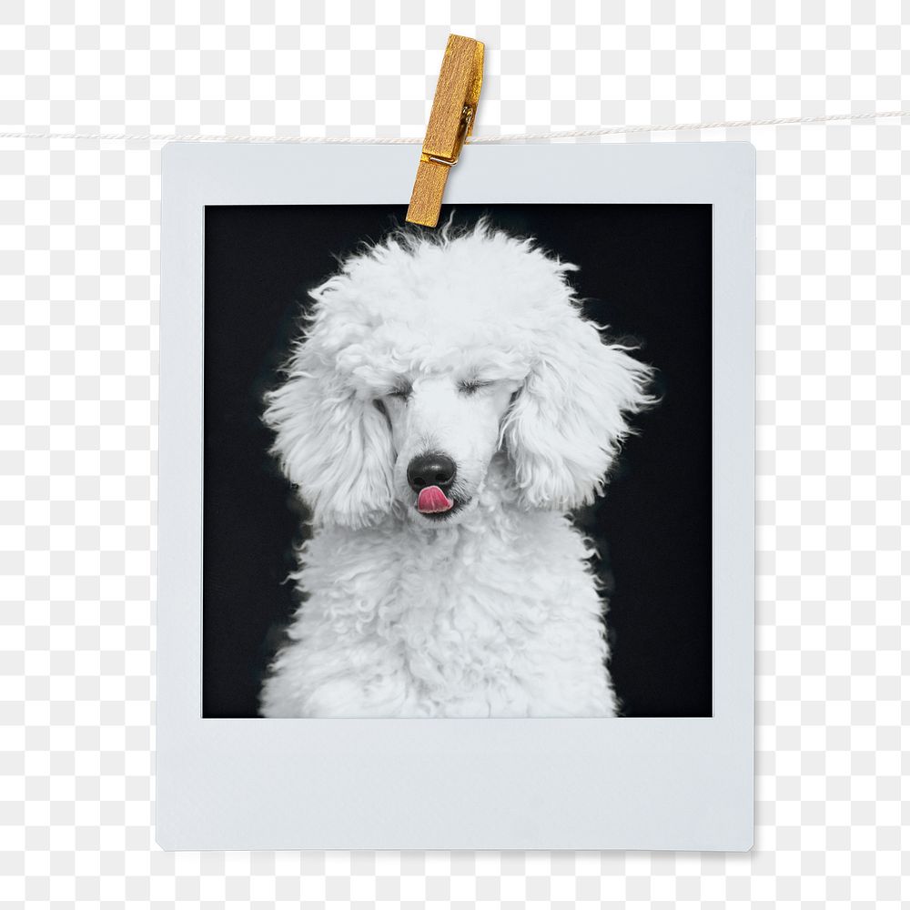 Poodle dog png sticker, pet portrait, instant photo image on transparent background