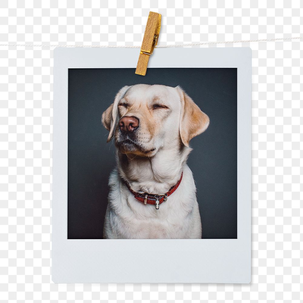 Labrador Retriever png dog sticker, pet portrait, instant photo image on transparent background