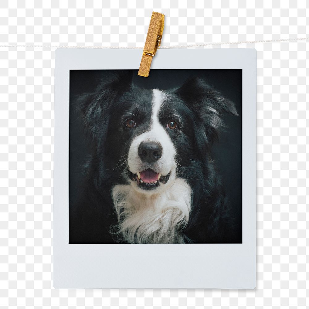 Shepherd dog png sticker, pet portrait, instant photo image on transparent background