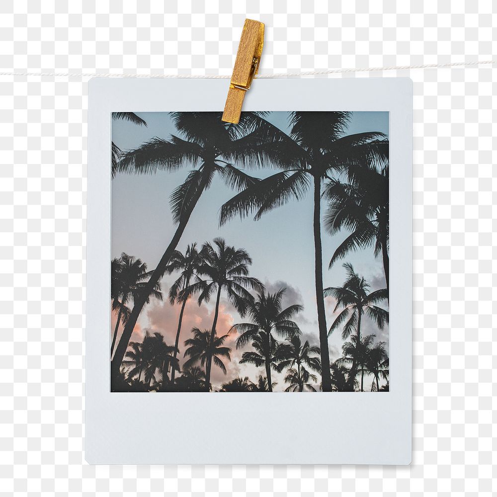 Summer trees aesthetic png, instant photo film on transparent background