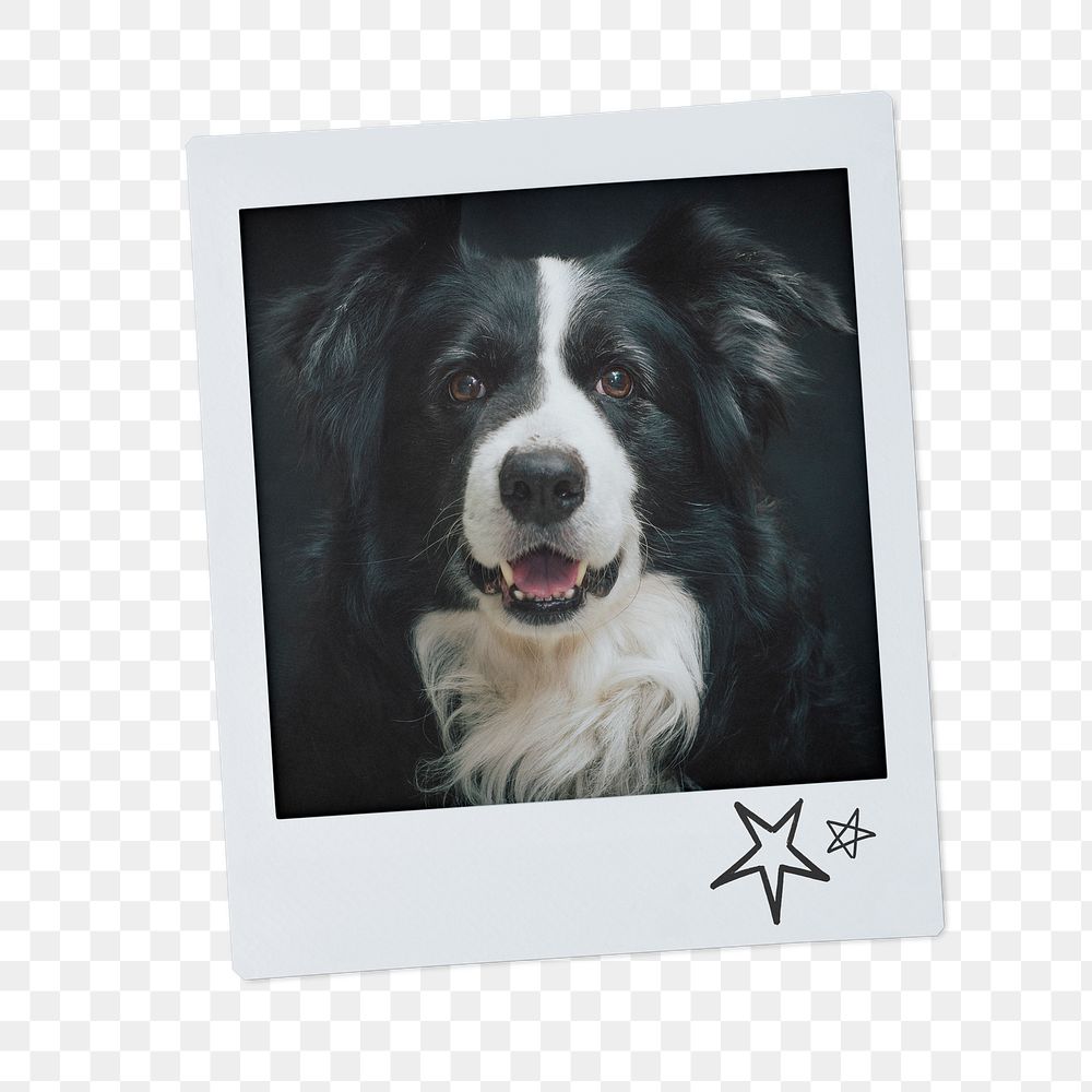 Shepherd dog png sticker, pet portrait, instant photo image on transparent background