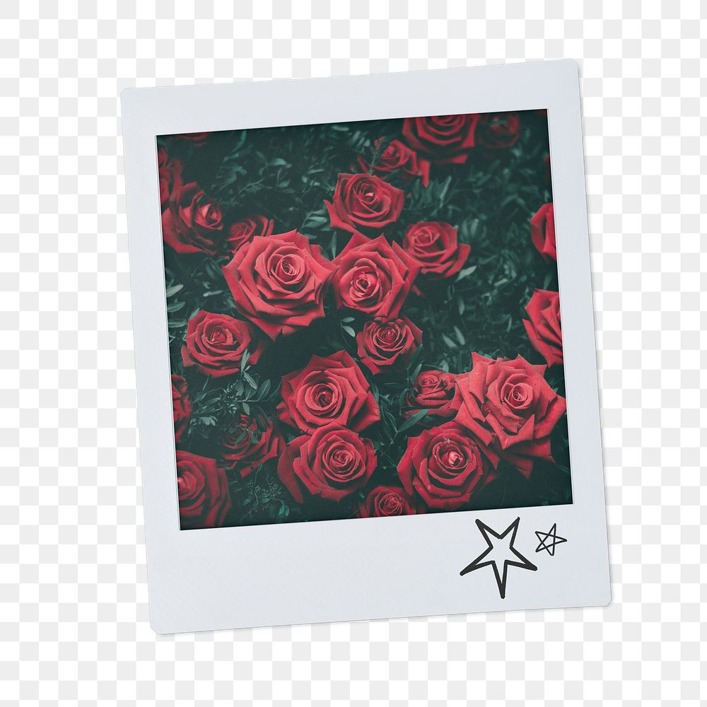 Valentine's roses png instant photo sticker, red flower aesthetic transparent background