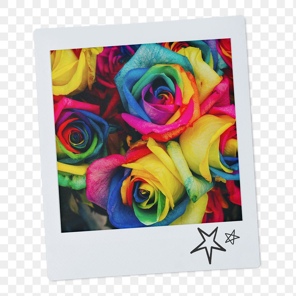 Rose flowers png instant photo sticker, gay pride celebration image on transparent background