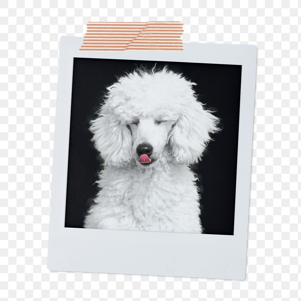 Poodle dog png sticker, pet portrait, instant photo image on transparent background