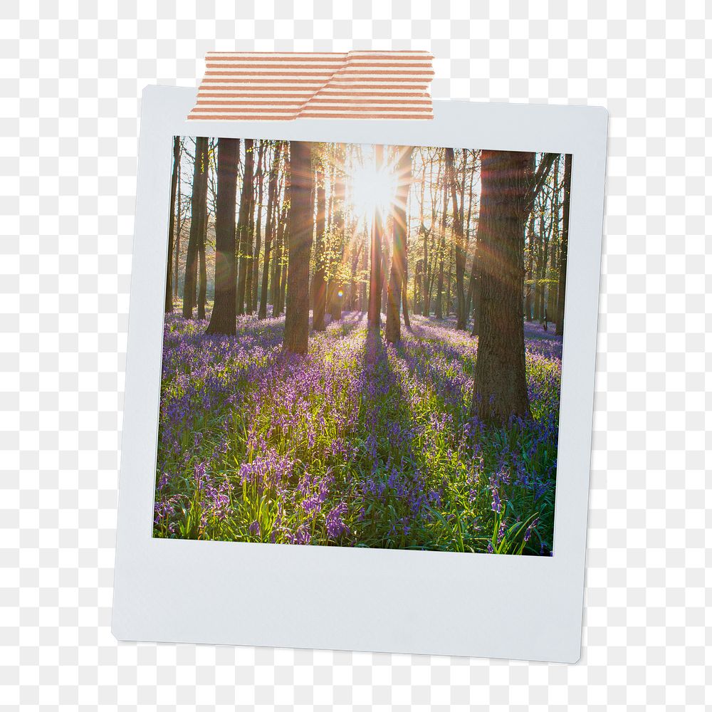 Lavender forest png instant photo sticker, Spring aesthetic image on transparent background
