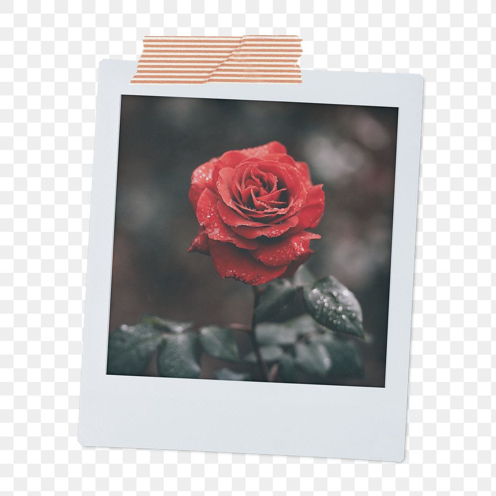 Valentine's rose png instant photo sticker, red flower aesthetic transparent background