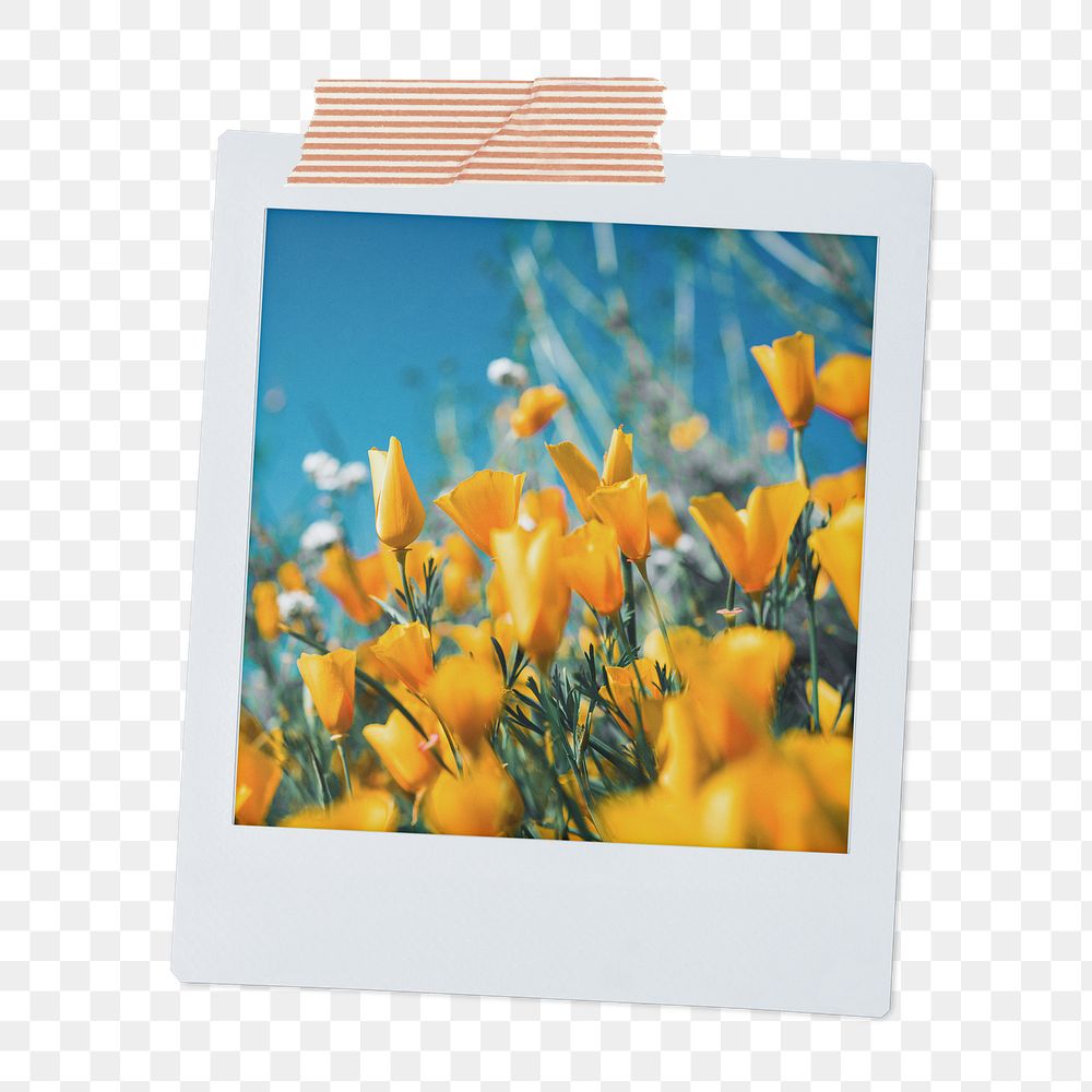 Tulip field png sticker, aesthetic instant photo, wildflowers during Spring on transparent background