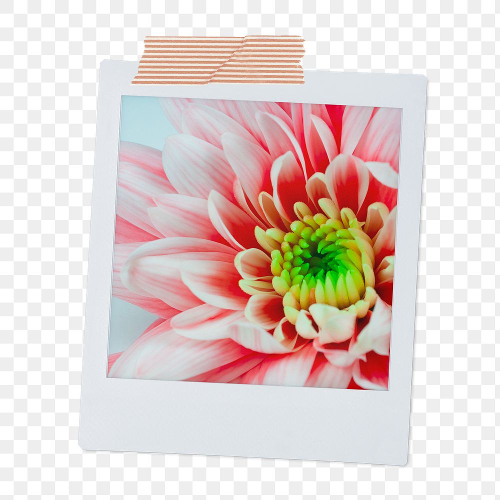Pink chrysanthemum png flower sticker, instant photo aesthetic on transparent background
