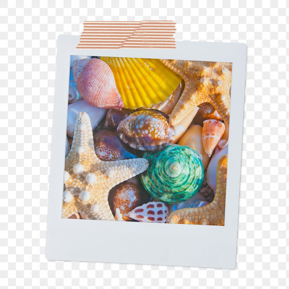 Aesthetic seashells png instant photo sticker, Summer vacation image on transparent background