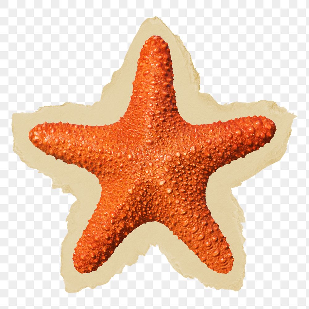 Starfish png sticker, ripped paper, transparent background