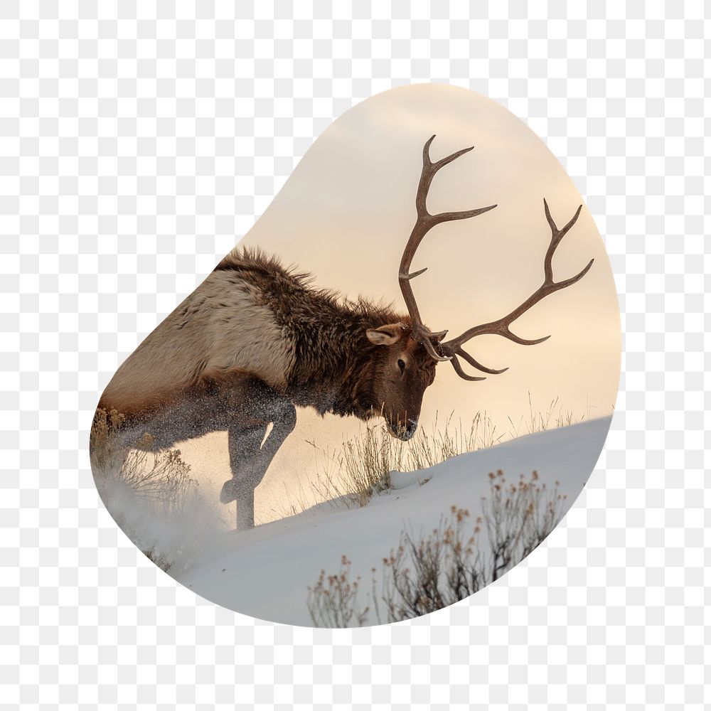 Elk in snow png badge sticker, wildlife photo in blob shape, transparent background