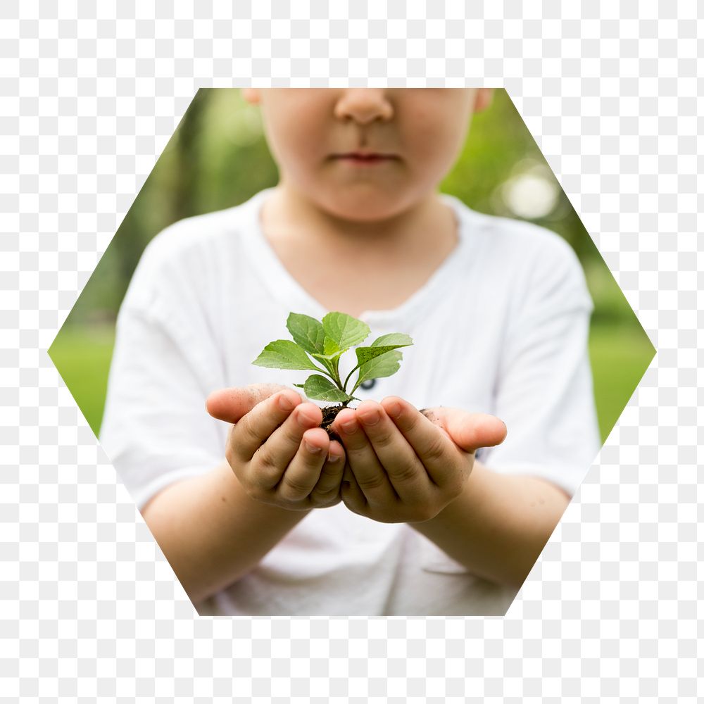 Growing sprout png in cupping hands badge sticker, forestation photo in hexagon shape, transparent background