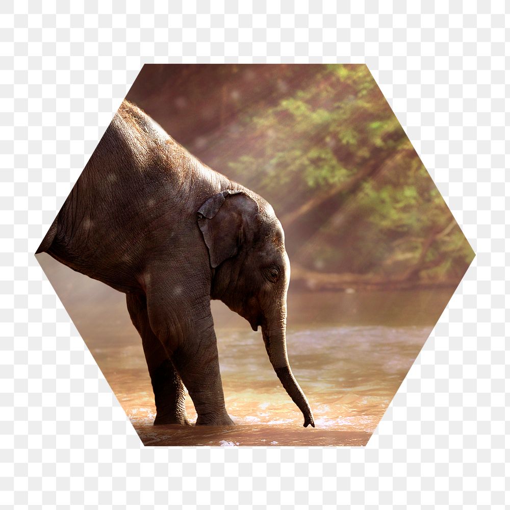 Png elephant by the lake badge sticker, wildlife photo in hexagon shape, transparent background