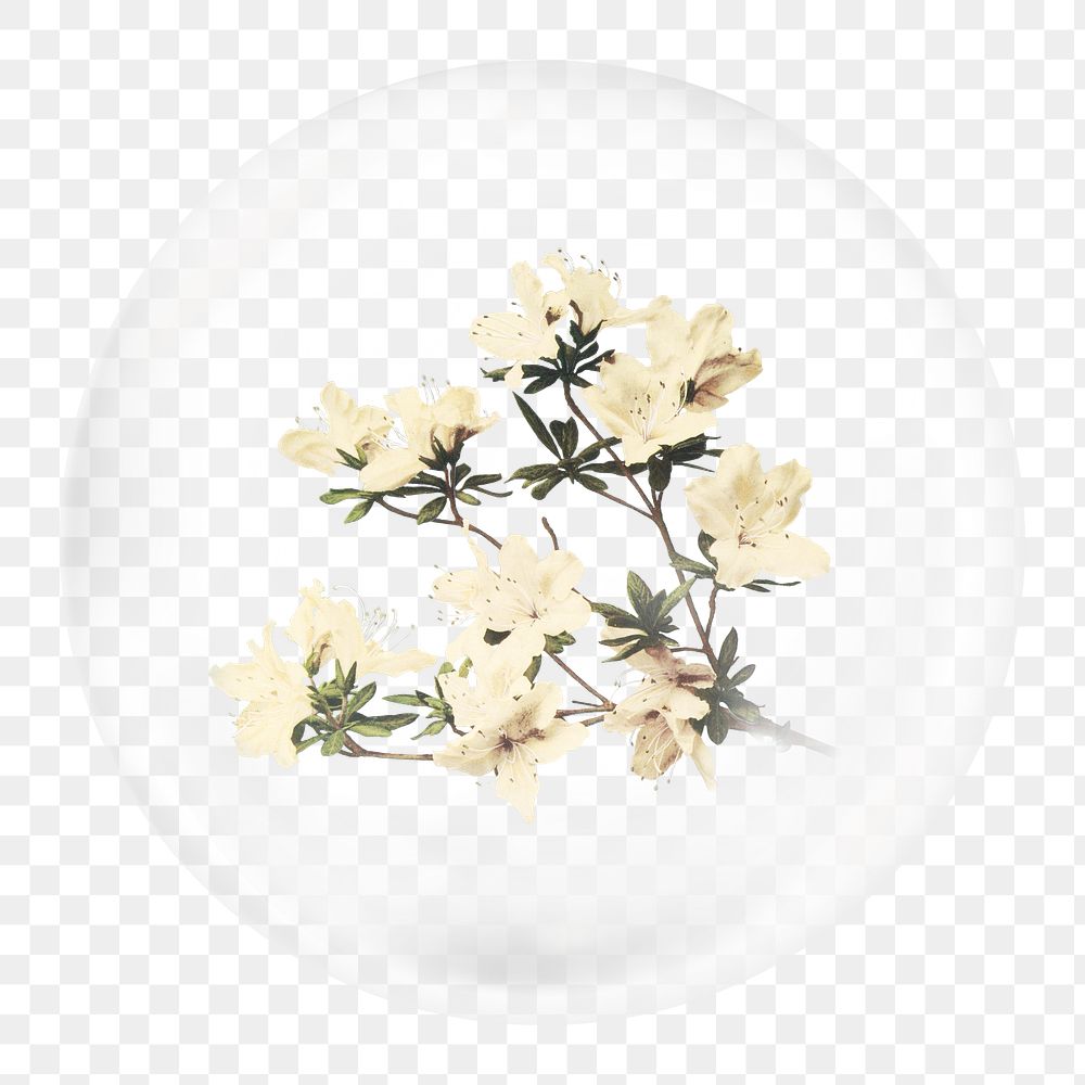 Azalea png sticker, flowers in bubble, Spring concept art, transparent background