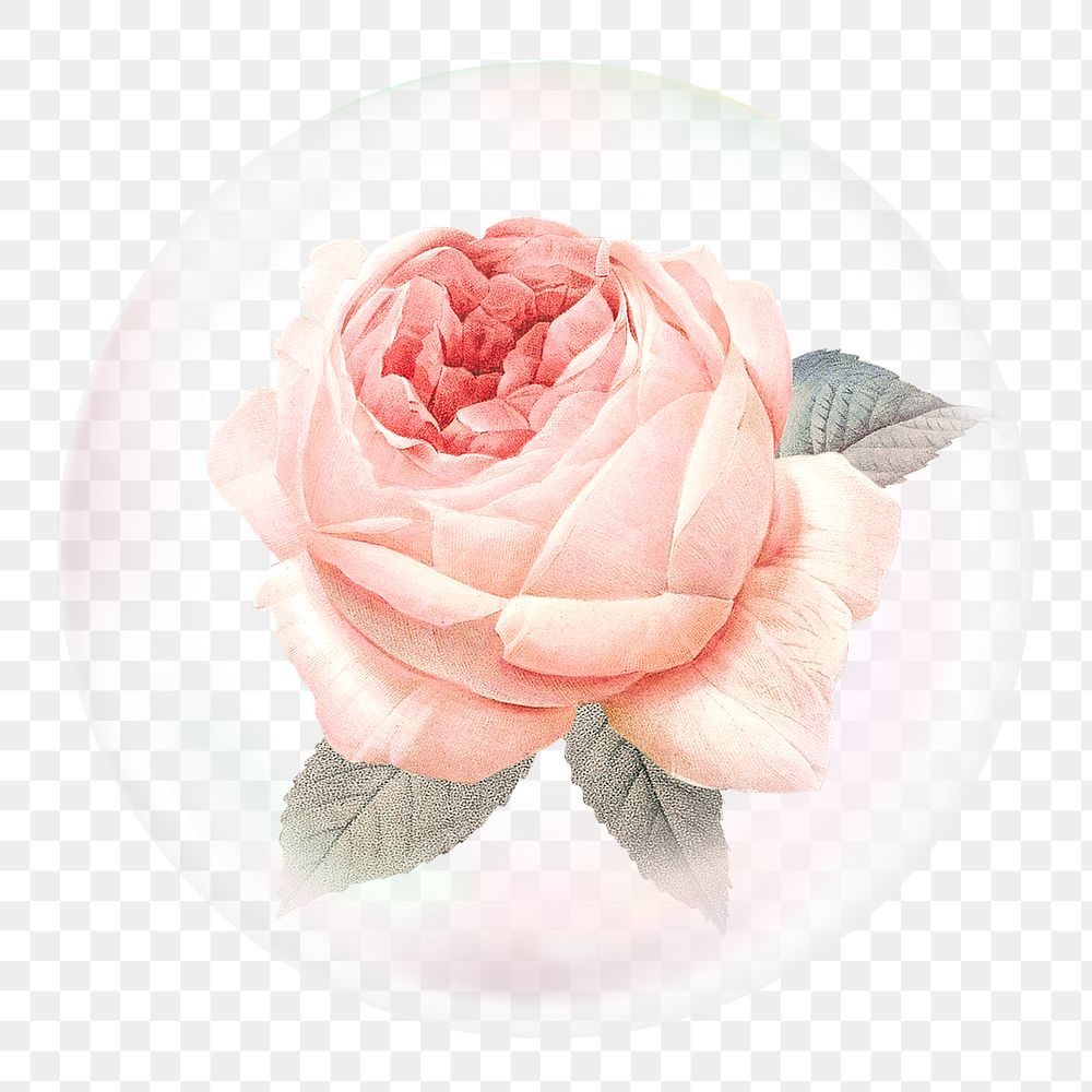 Pink rose png sticker, flower in bubble, Spring concept art, transparent background