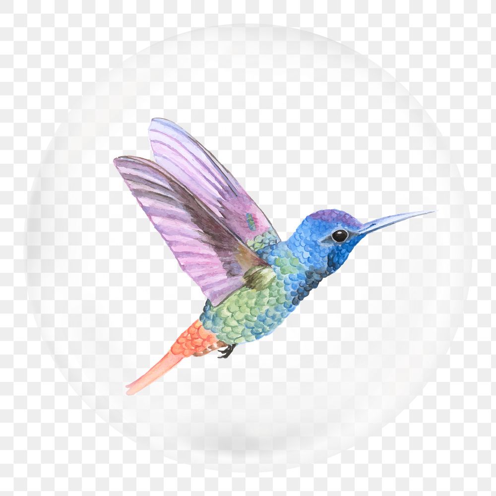Colorful hummingbird png sticker, animal in bubble, transparent background