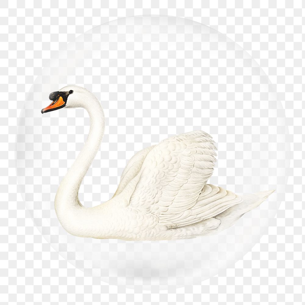 Beautiful swan png sticker, animal in bubble, transparent background