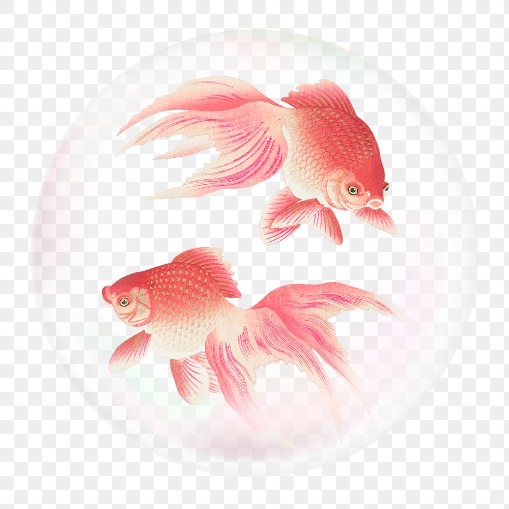 Swimming goldfish png sticker, animal in bubble, transparent background