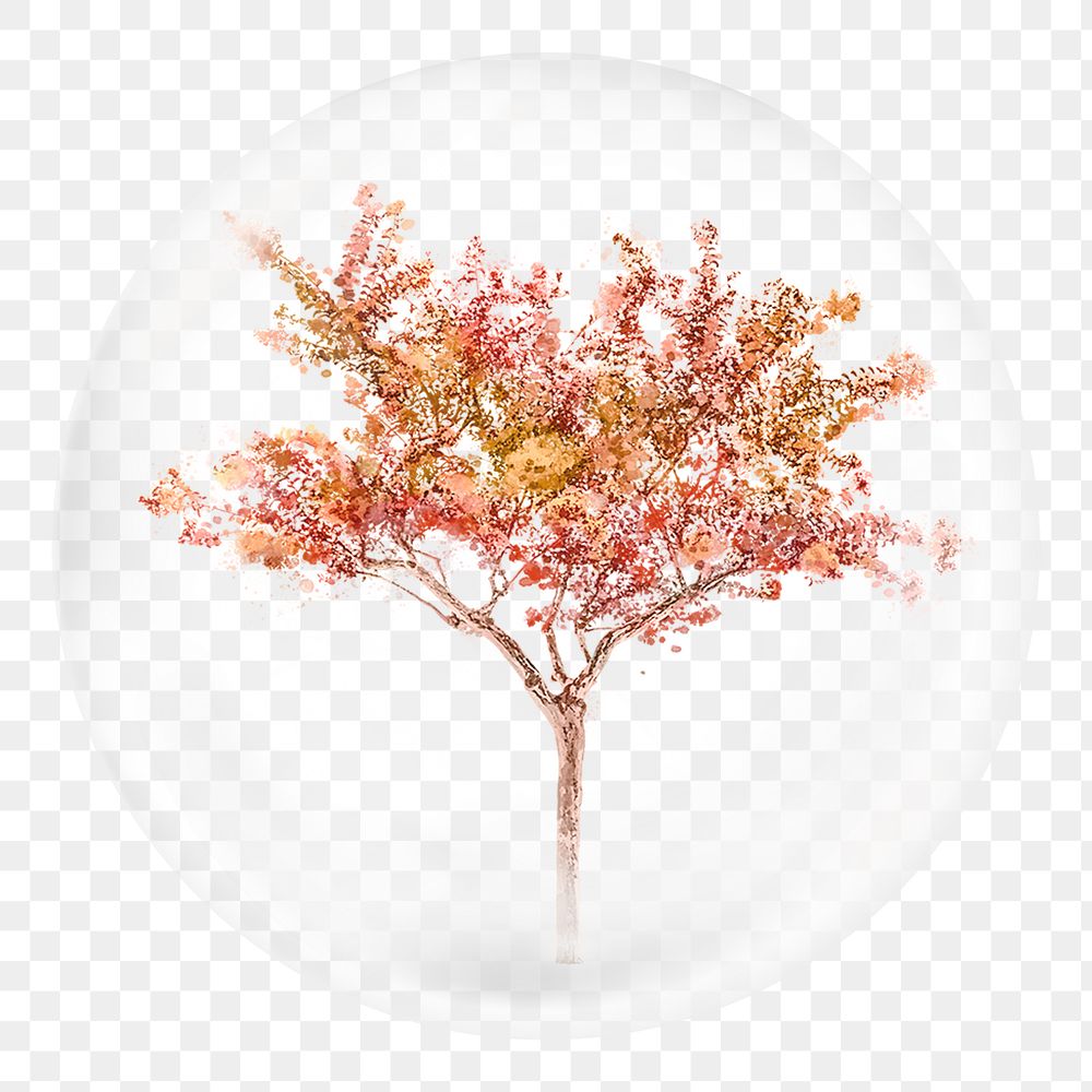 Autumn tree png sticker, watercolor nature illustration in bubble, transparent background