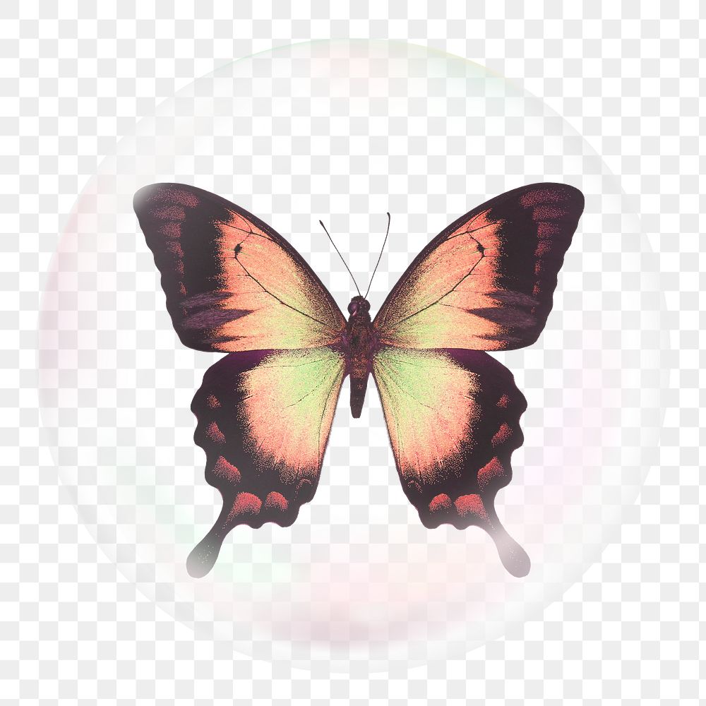 Autumn butterfly png sticker, insect aesthetic bubble, transparent background