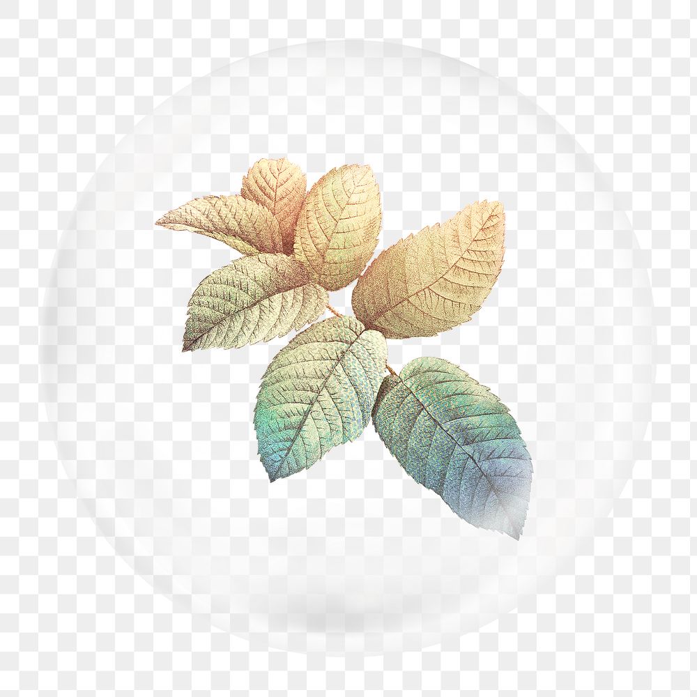 Autumn leaf png branch sticker, botanical illustration in bubble, transparent background