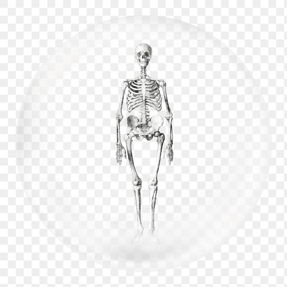 Human skeleton png sticker, vintage anatomy in bubble, transparent background