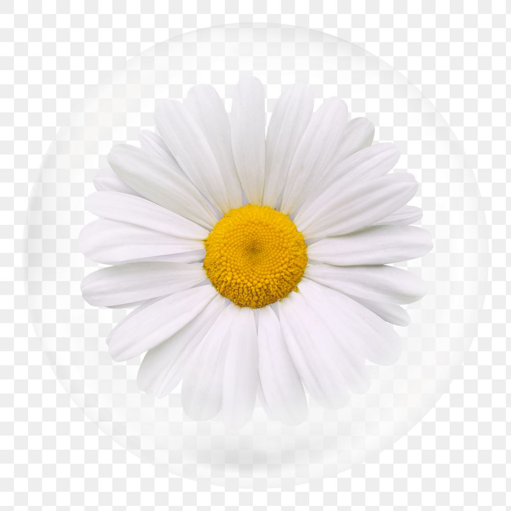 White daisy png sticker, flower in bubble, Spring concept art, transparent background