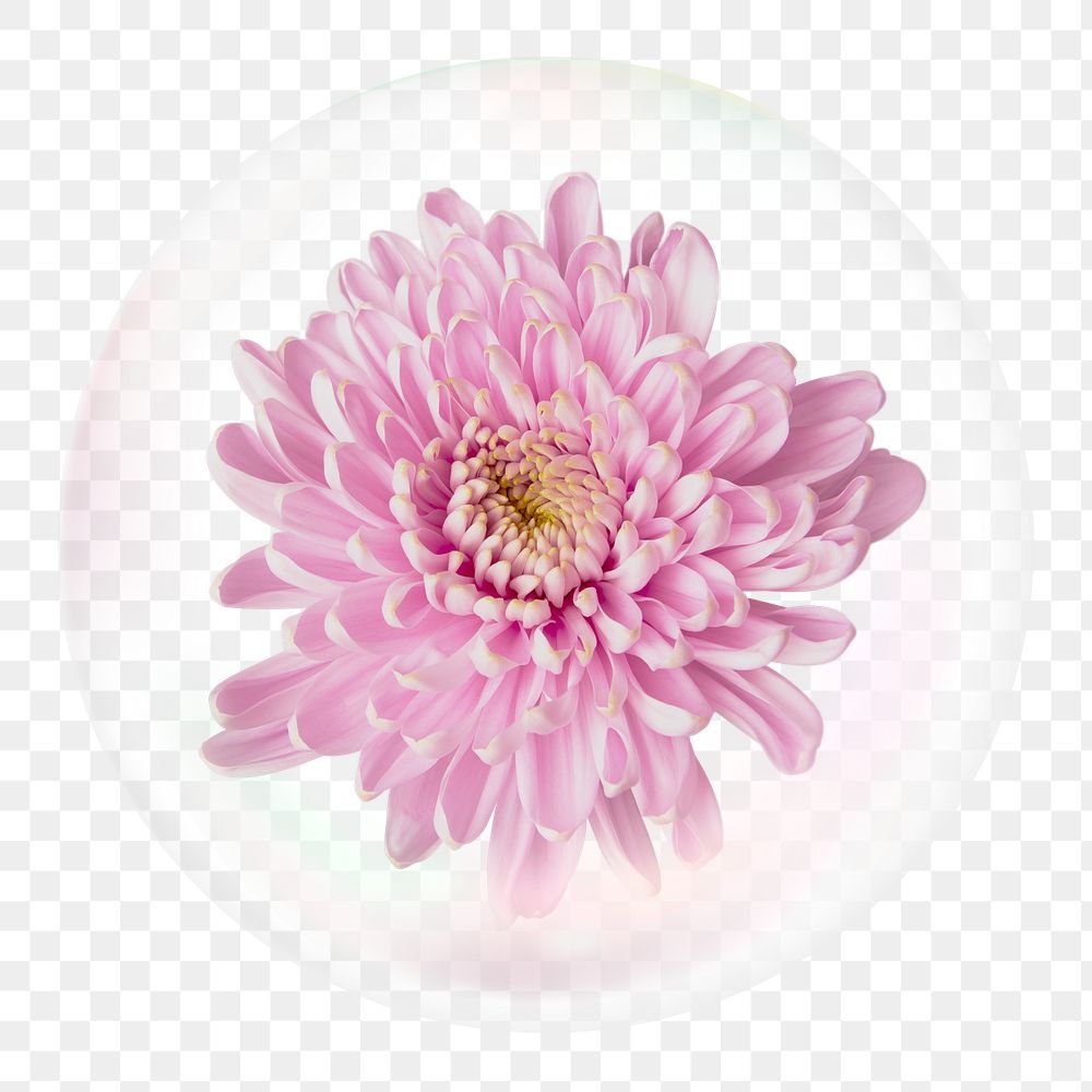 Pink chrysanthemum png sticker, flower in bubble, Spring concept art, transparent background