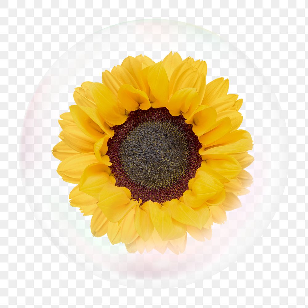 Sunflower png sticker, flower in bubble, Spring concept art, transparent background