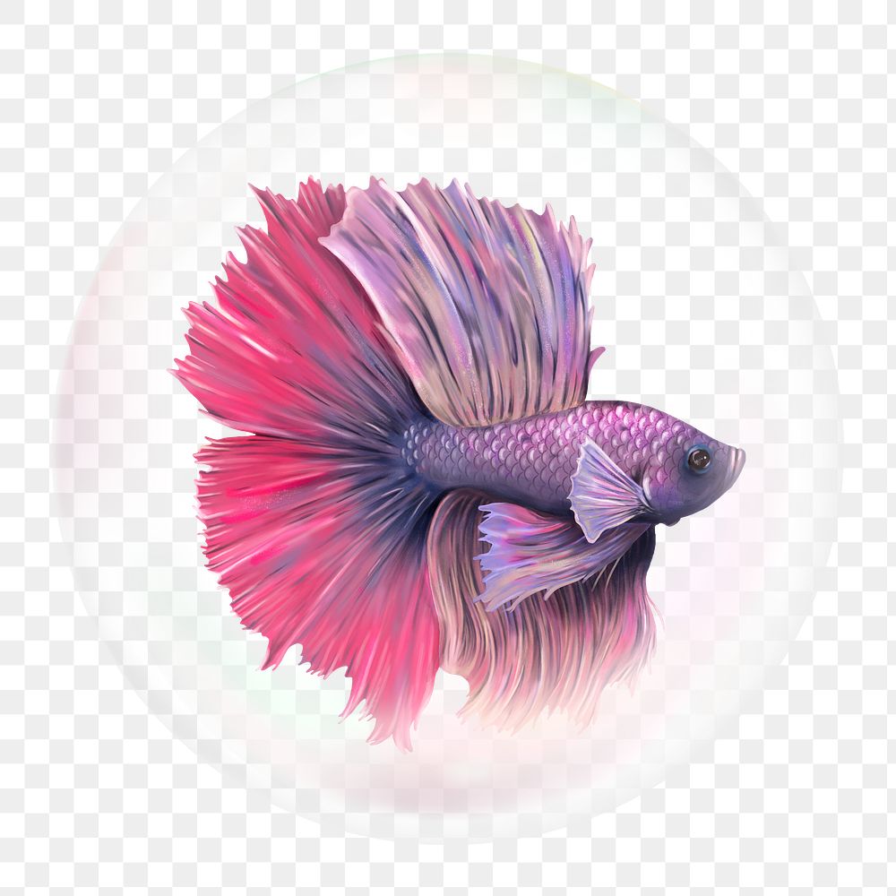 Siamese png fighting fish sticker, | Premium PNG - rawpixel