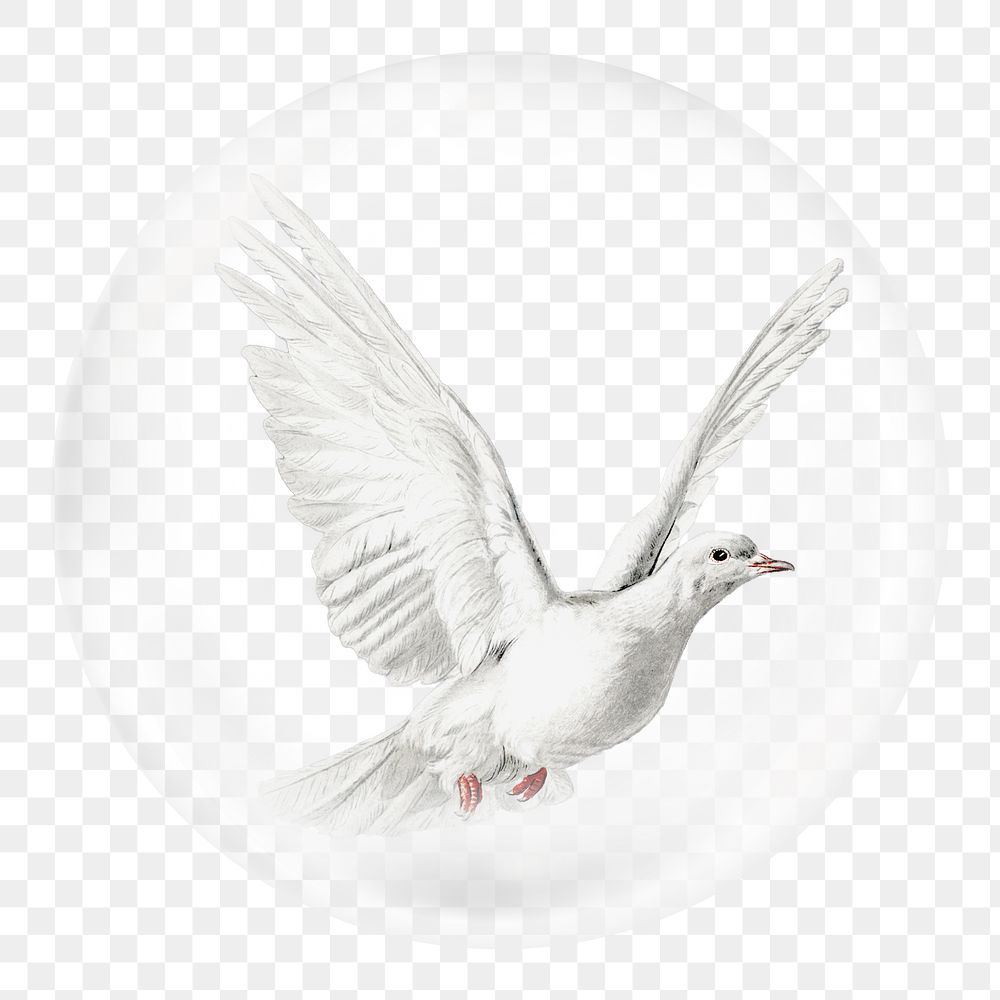 White dove png sticker, animal in bubble, transparent background