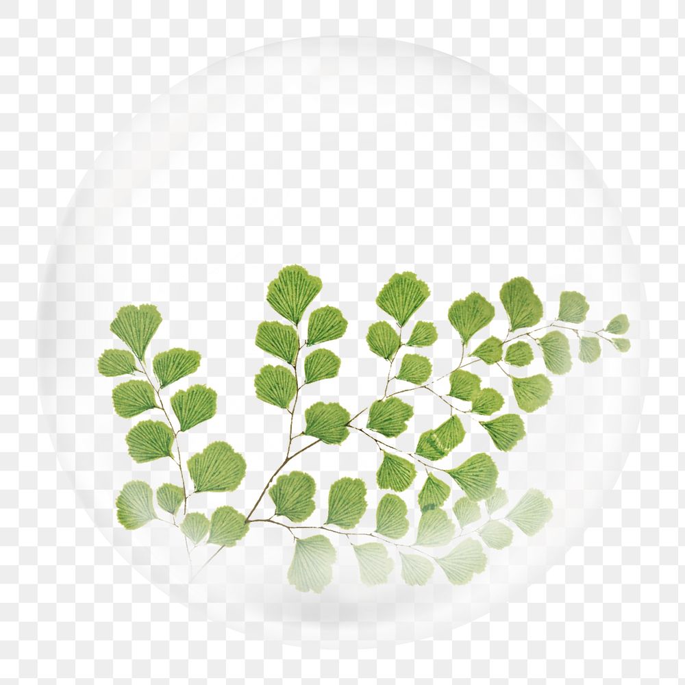 Png gingko leaf branch sticker, botanical illustration in bubble, transparent background