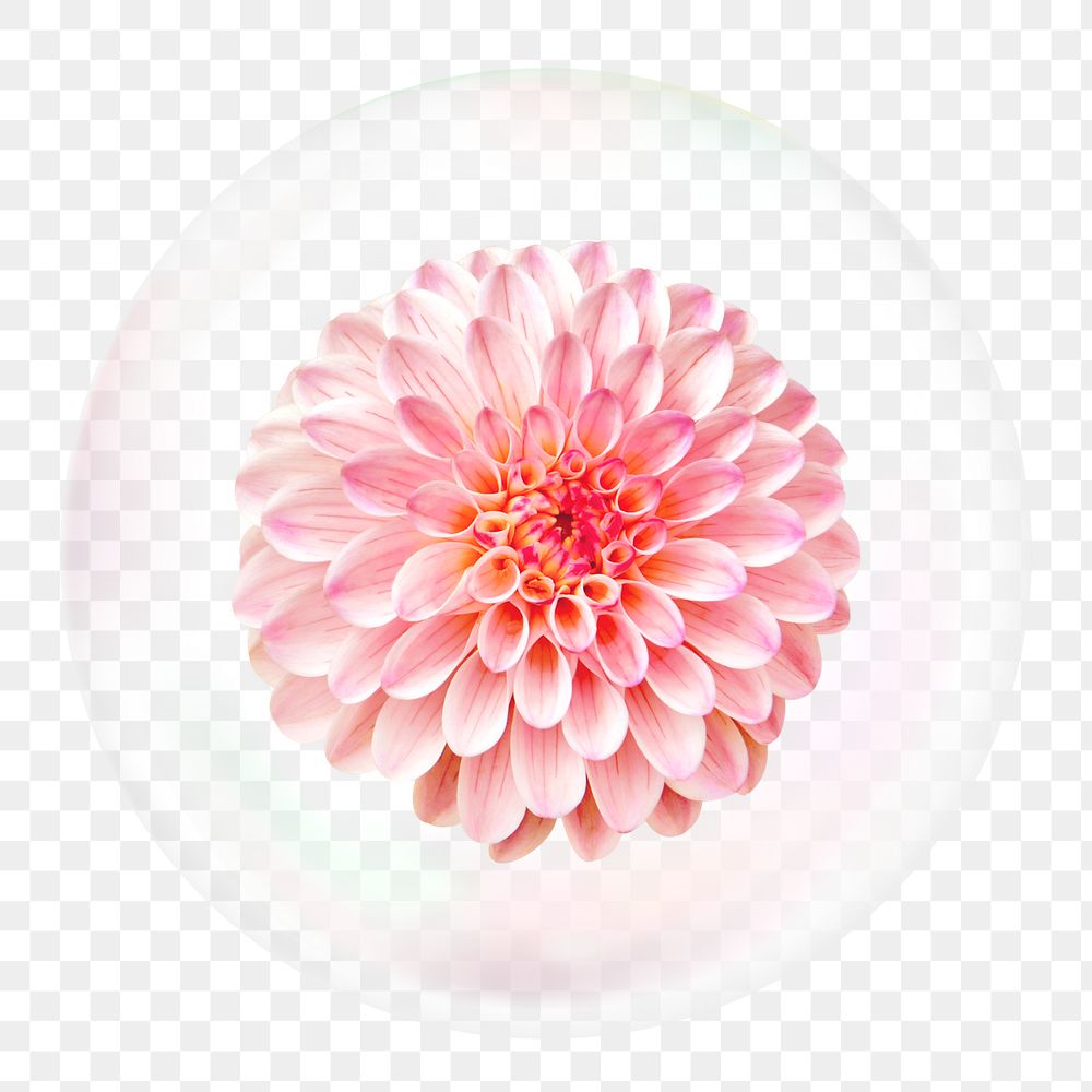 Pink dahlia png sticker, flower in bubble, Spring concept art, transparent background